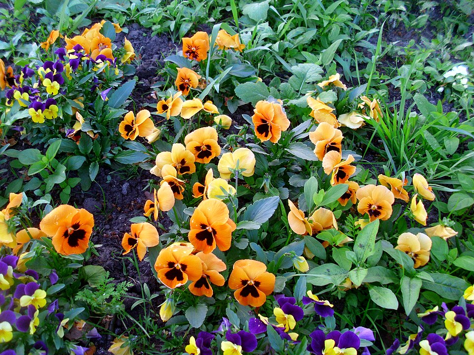 Viola × williamsii (Horned pansy) (alternate view 5)