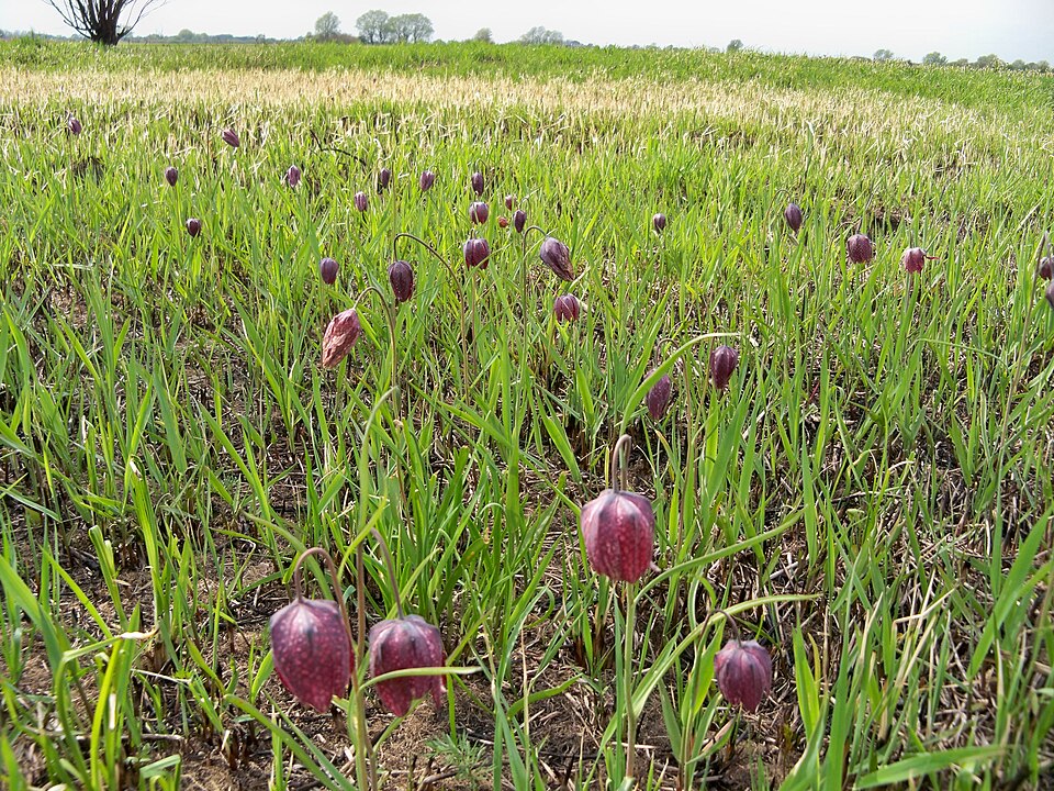 Fritillaria meleagris (snakes-head fritillary) (alternate view 9)