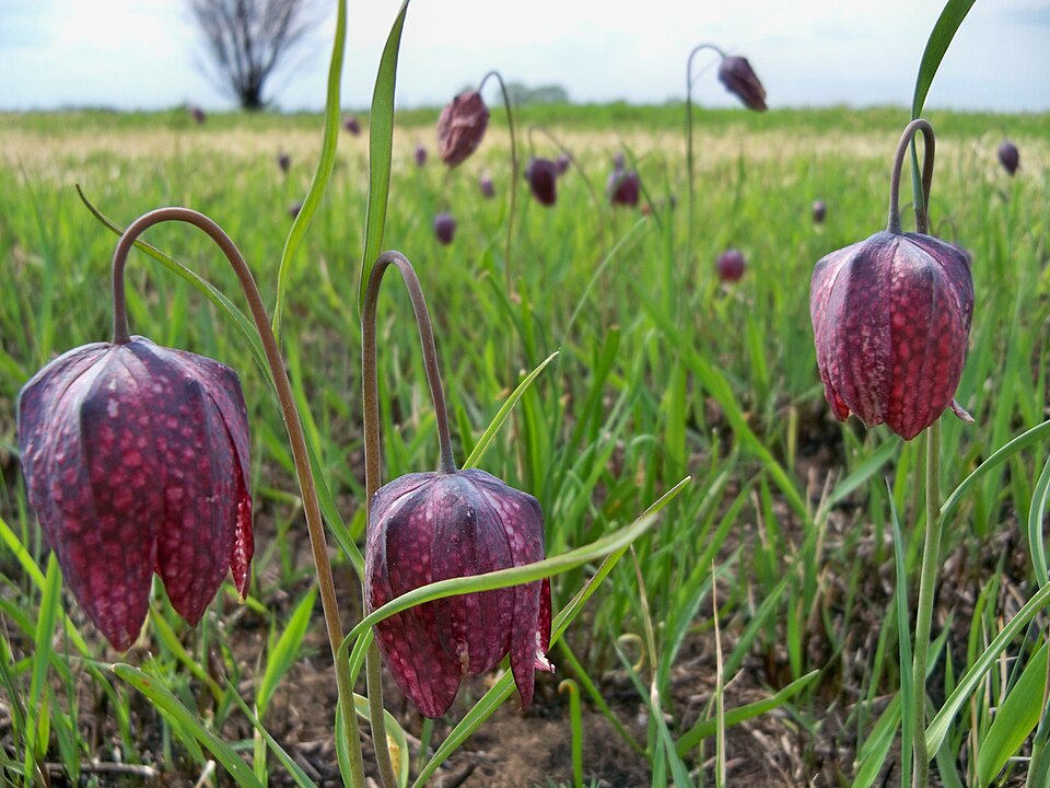 Fritillaria meleagris (snakes-head fritillary) (alternate view 10)