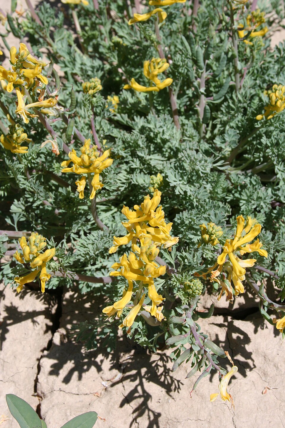 Corydalis aurea (golden corydalis) (alternate view 5)