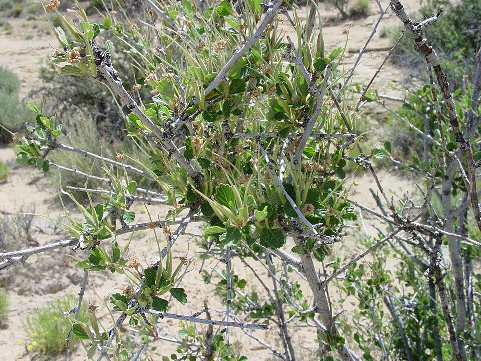 Cercocarpus montanus (Alderleaf Mountain Mahogany) (alternate view 7)