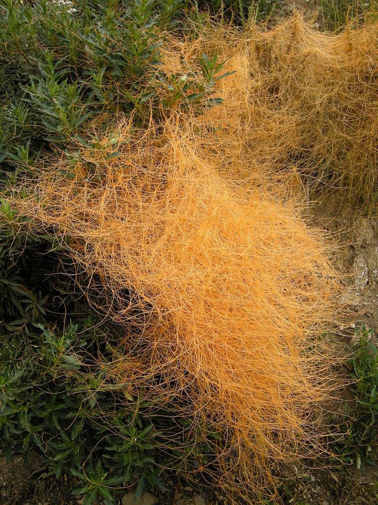 Cuscuta californica (California dodder) (alternate view 6)