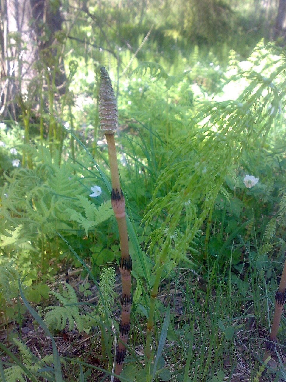 Equisetum arvense (common horsetail (native)) (alternate view 7)