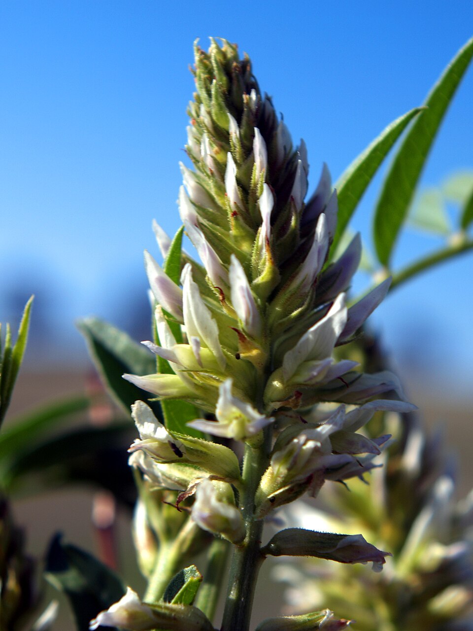 Glycyrrhiza lepidota (Wild Licorice) (alternate view 6)