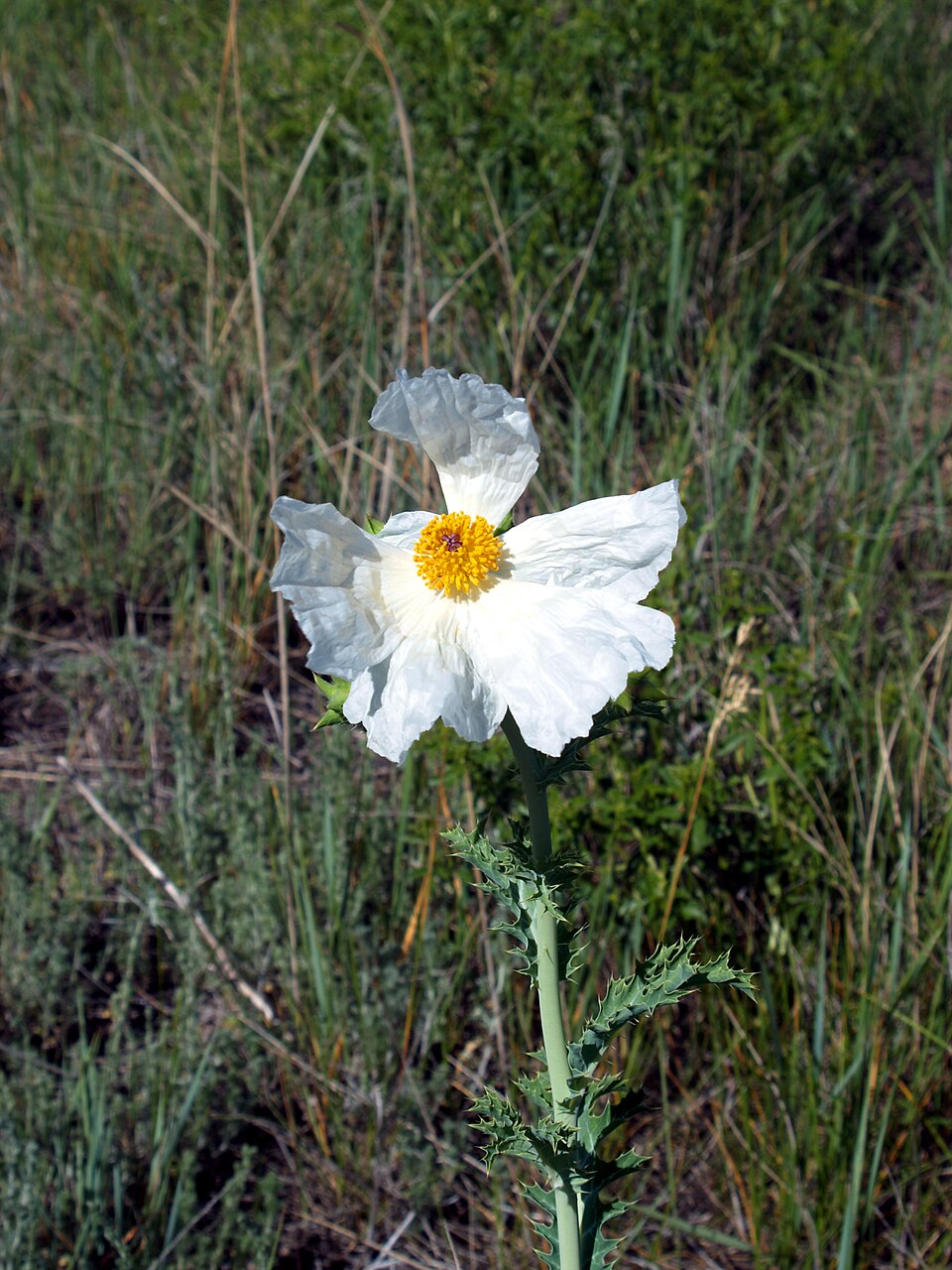 Argemone polyanthemos (thistle poppy) (alternate view 6)