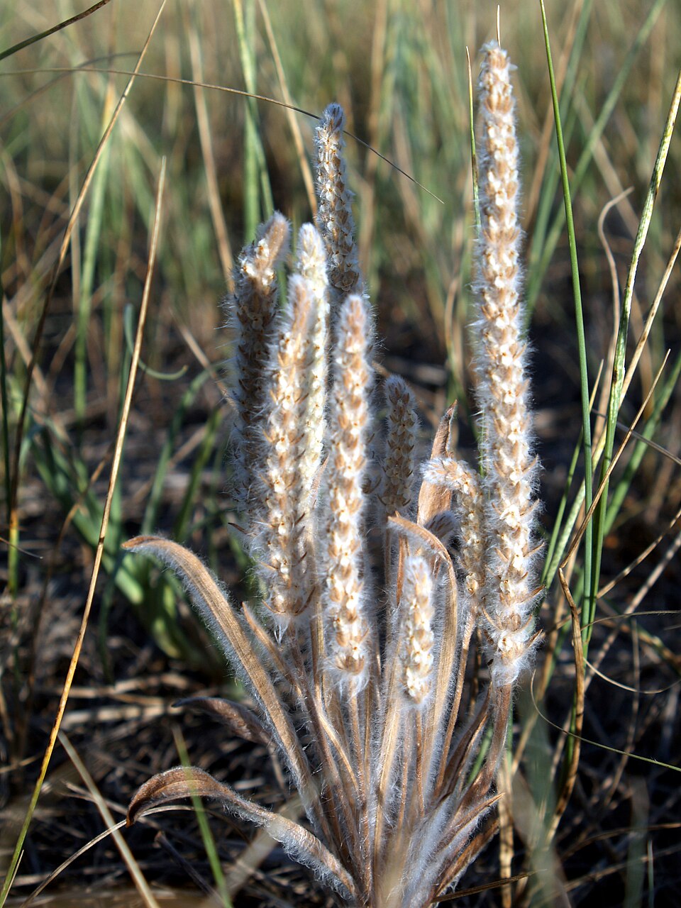 Plantago aristata (bracted plantain) (alternate view 6)