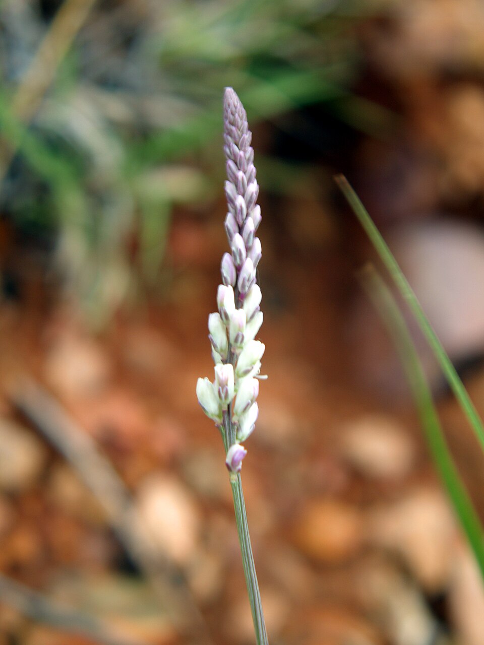 Senega alba (white milkwort) (alternate view 6)