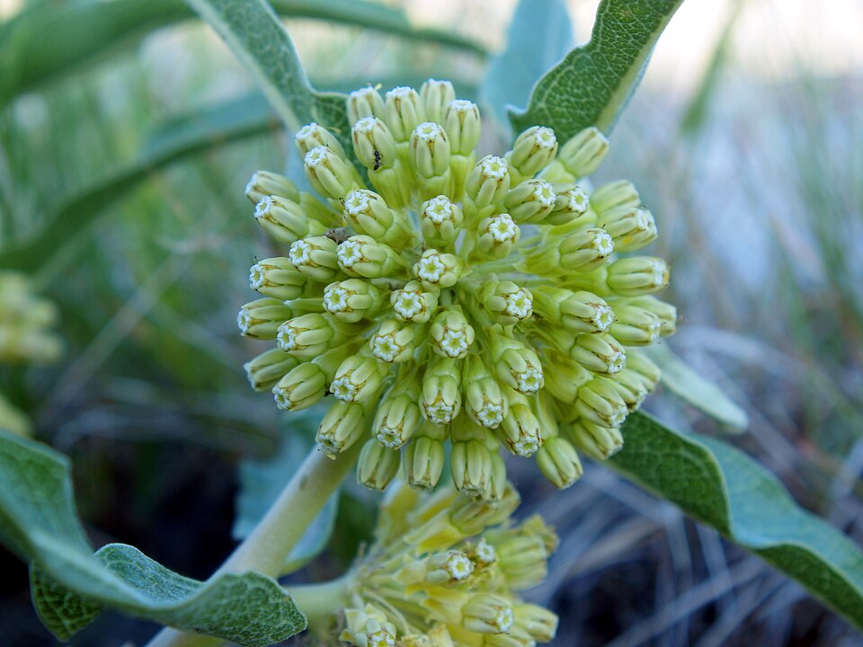 Asclepias viridiflora (green comet milkweed) (alternate view 6)