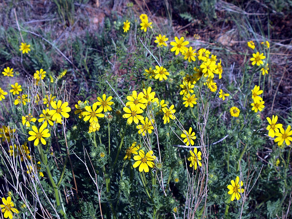 Coreopsis palmata (Stiff Tickseed) (alternate view 6)