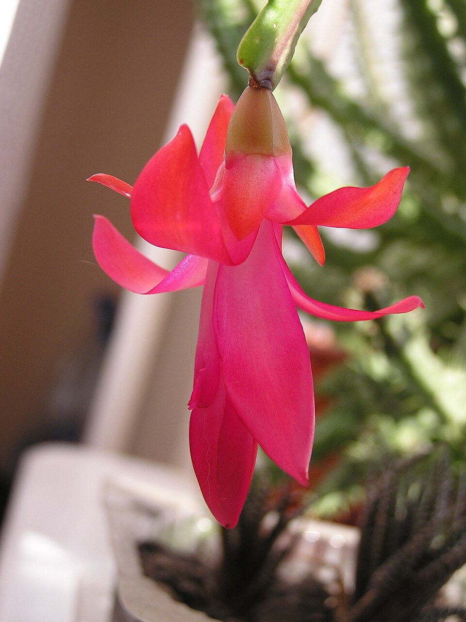 Schlumbergera × buckleyi (Christmas Cactus) (alternate view 4)