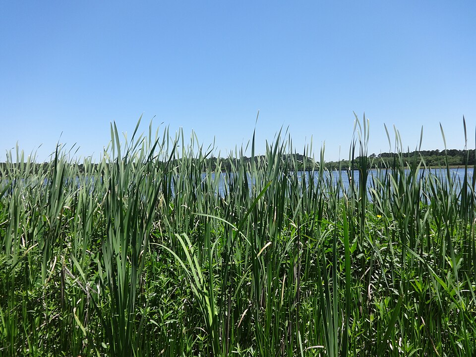 Typha (Cattails) (alternate view 7)