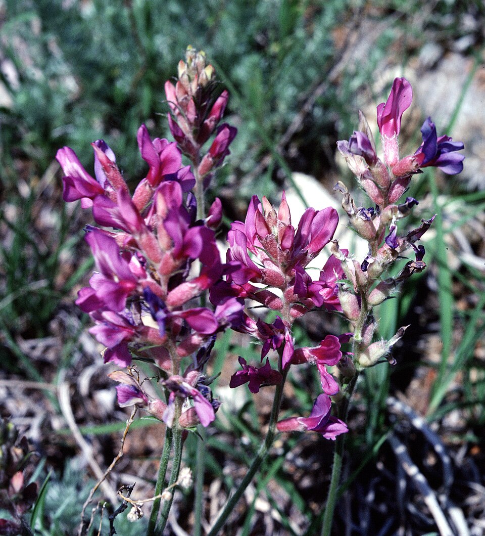 Oxytropis lambertii (Lambert's Locoweed) (alternate view 6)