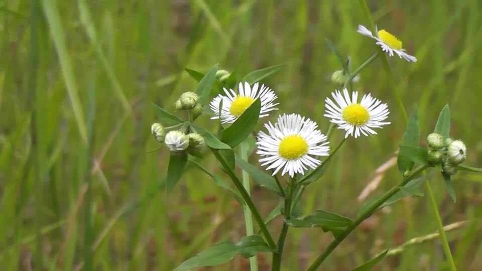 Erigeron annuus (annual fleabane)