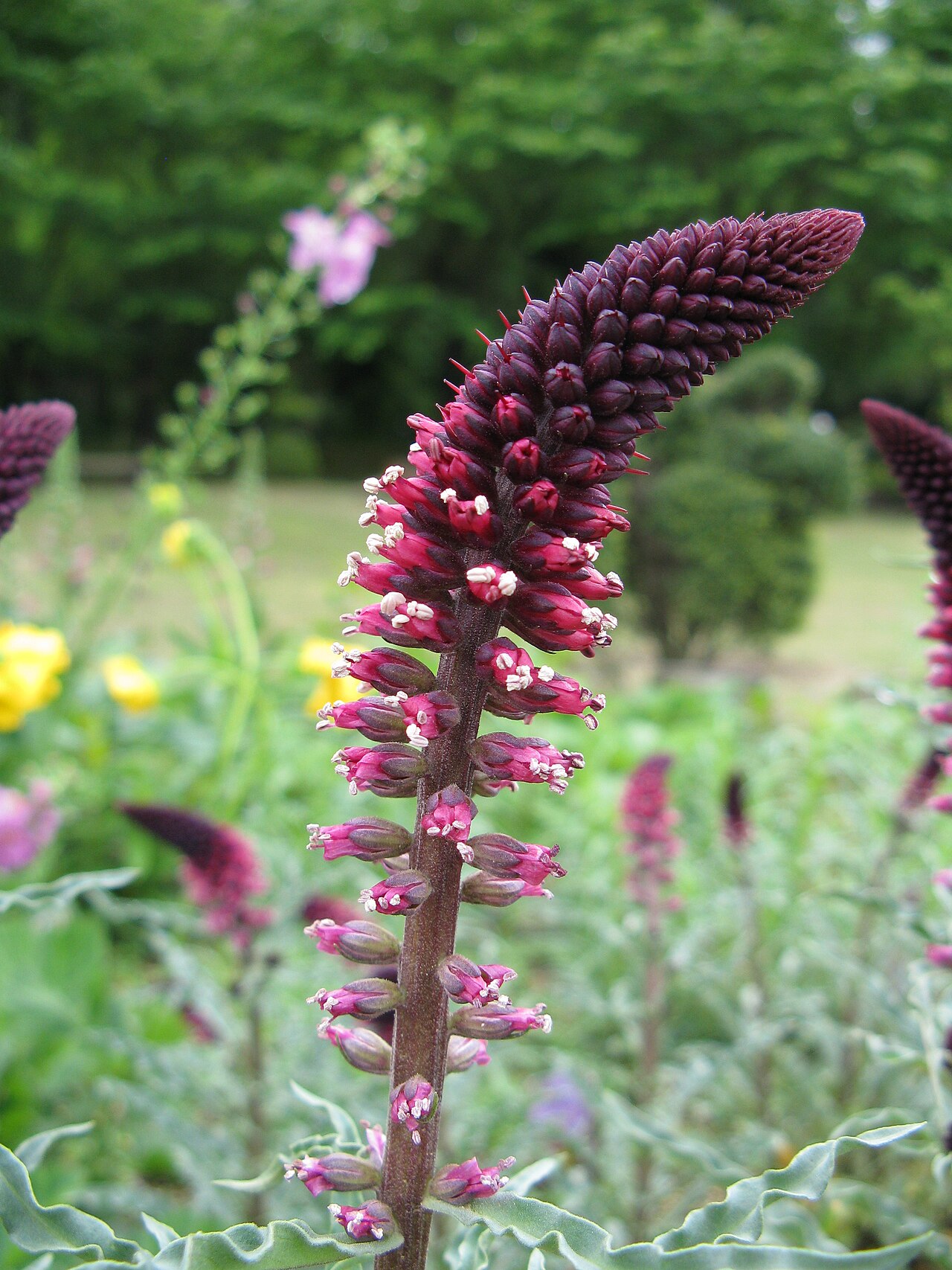Lysimachia atropurpurea (Beaujolais' Purple Loosestrife)