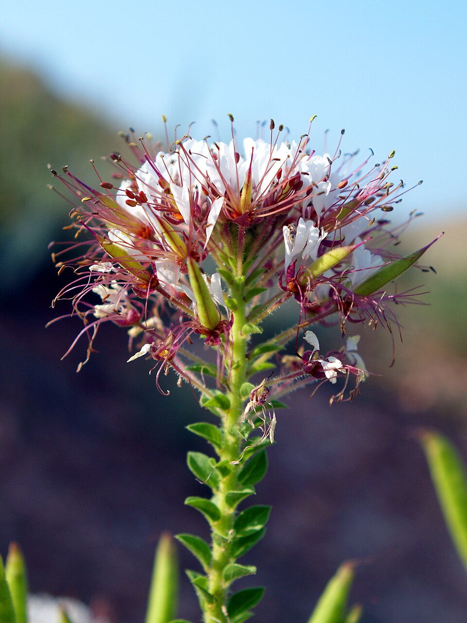 Polanisia dodecandra (redwhisker clammyweed)