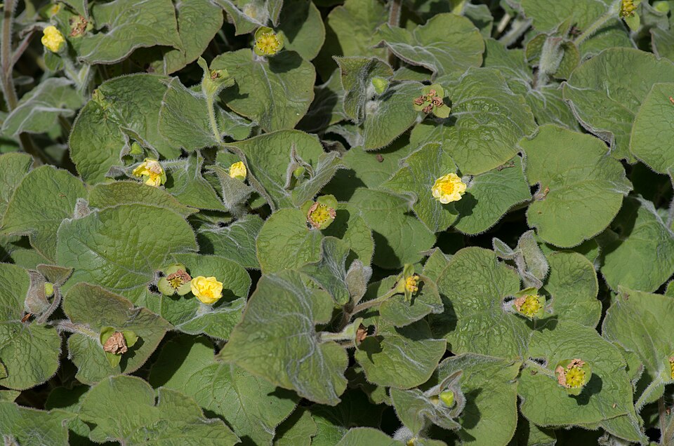 Saruma henryi (upright wild ginger) (alternate view 8)