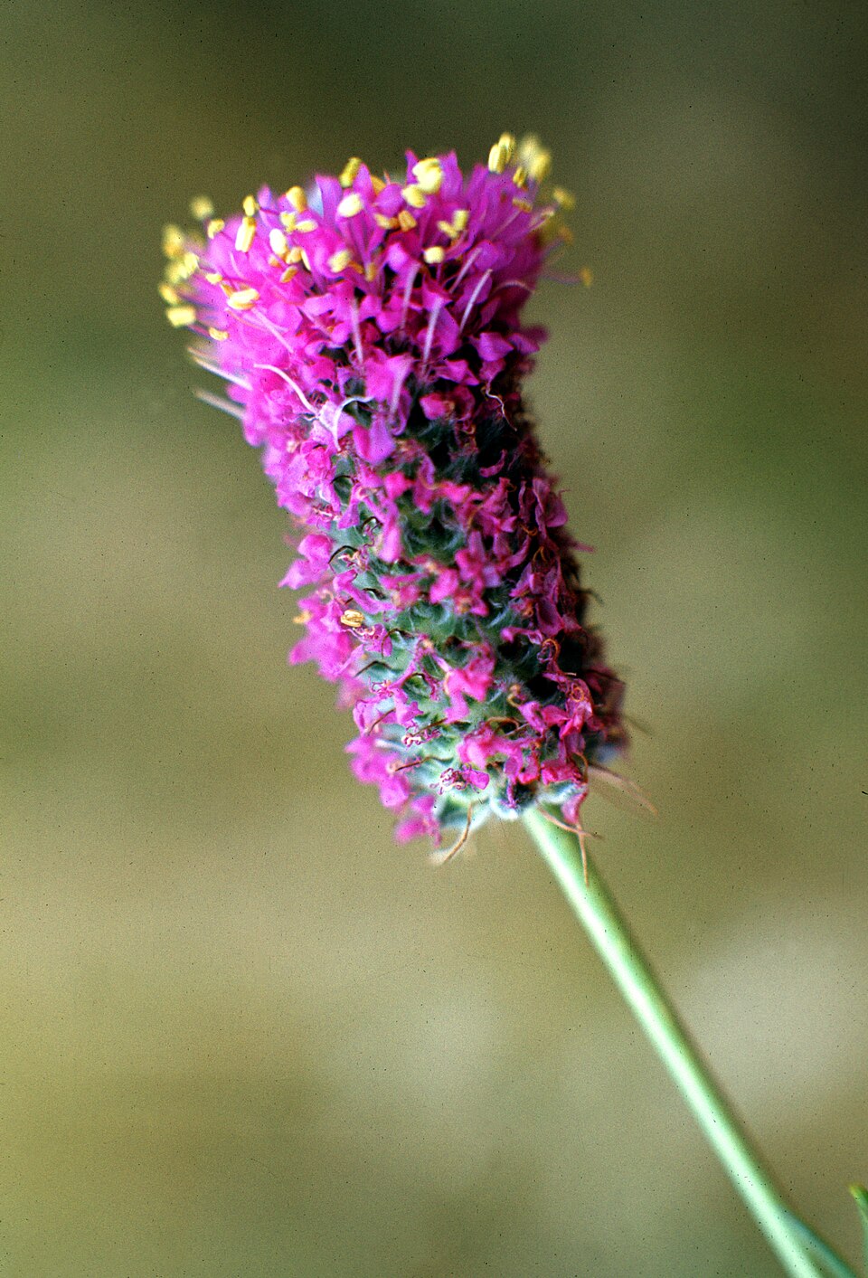 Dalea purpurea (purple prairie clover) (alternate view 6)