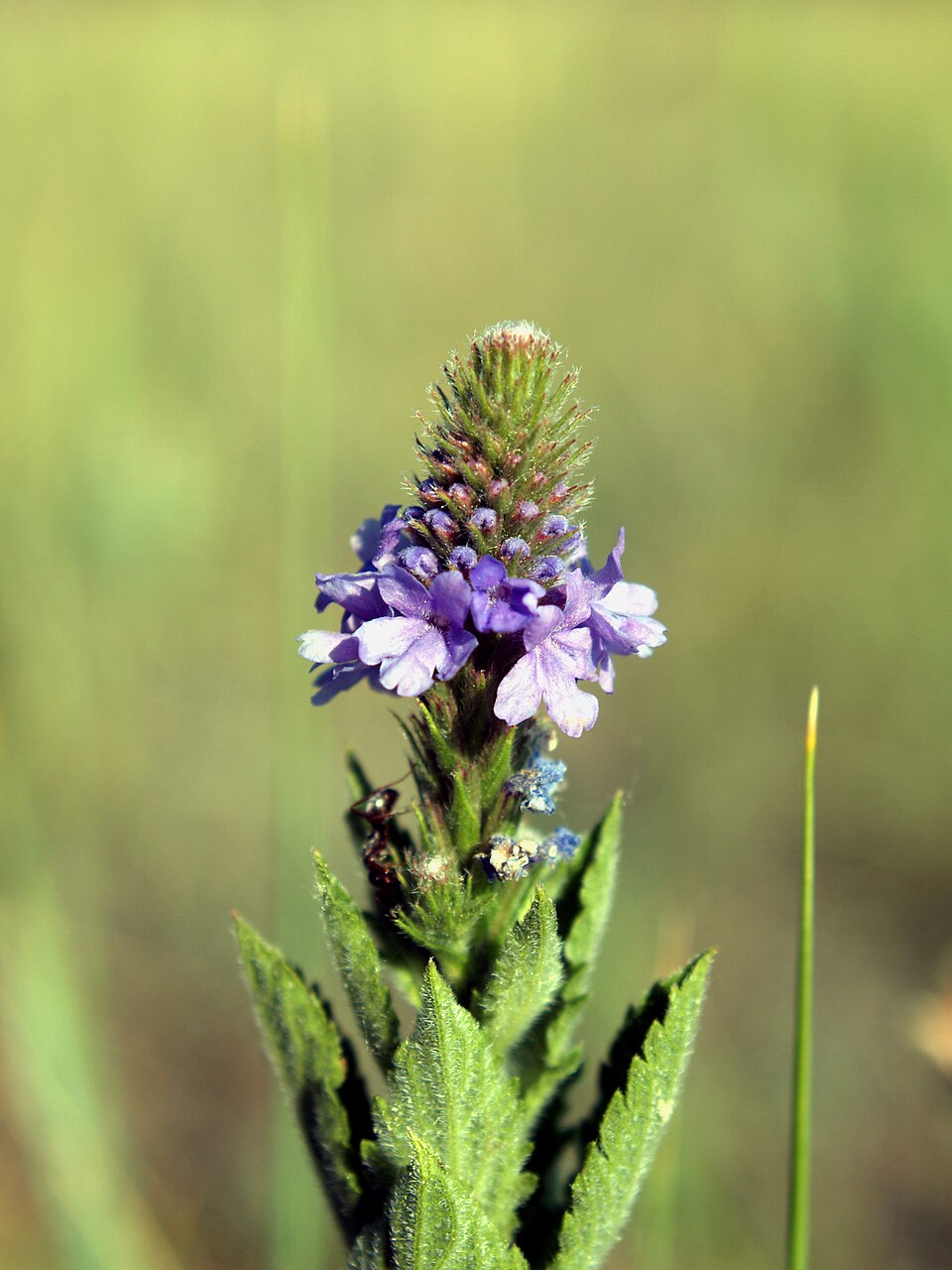 Verbena stricta (hoary vervain) (alternate view 6)
