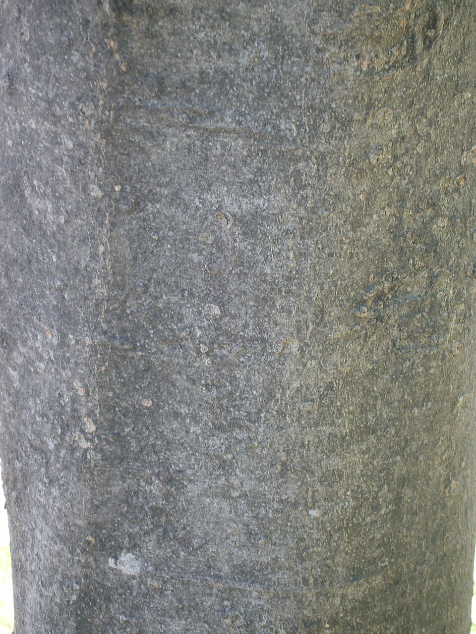 Celtis sinensis (Chinese Hackberry) (alternate view 7)