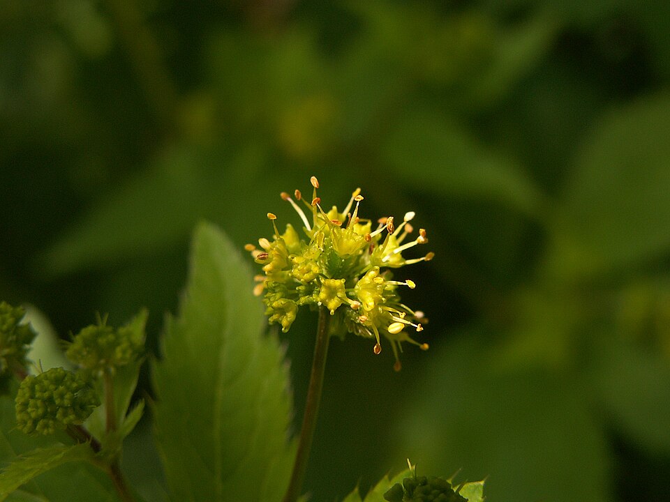 Sanicula odorata (Clustered Sanicle) (alternate view 7)