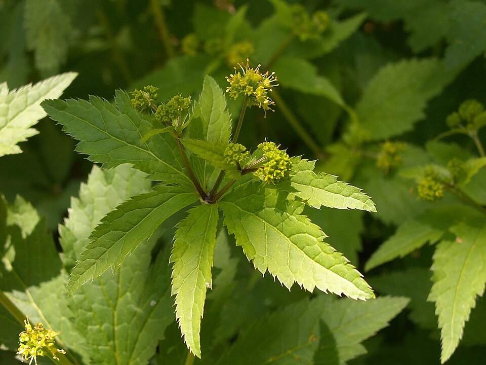 Sanicula odorata (Clustered Sanicle) (alternate view 8)