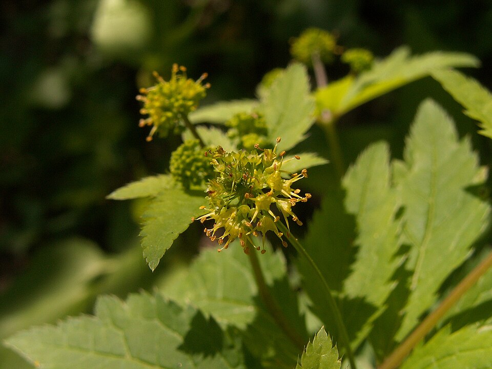 Sanicula odorata (Clustered Sanicle) (alternate view 9)