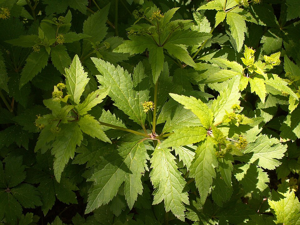 Sanicula odorata (Clustered Sanicle) (alternate view 10)