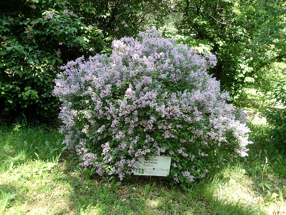 Syringa meyeri 'Palibin' (Dwarf Korean Lilac) (alternate view 3)