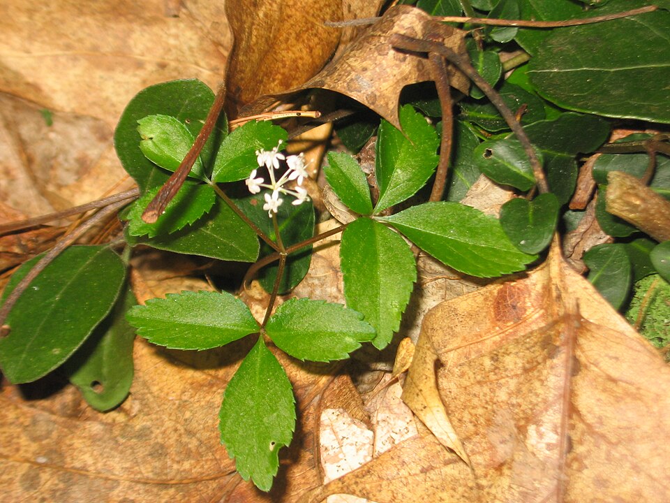 Panax trifolius (dwarf ginseng) (alternate view 6)