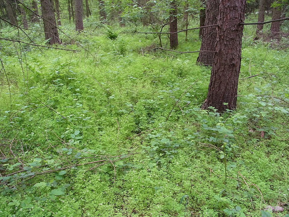 Ceratocapnos claviculata (Climbing Corydalis)