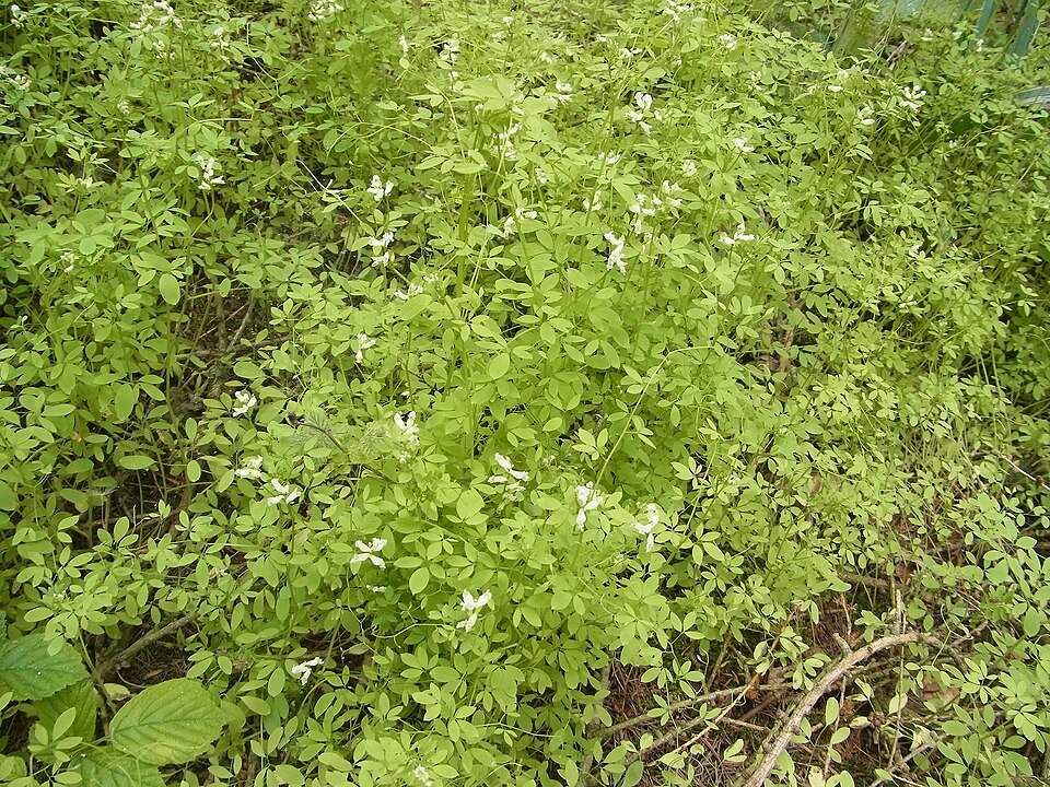 Ceratocapnos claviculata (Climbing Corydalis)