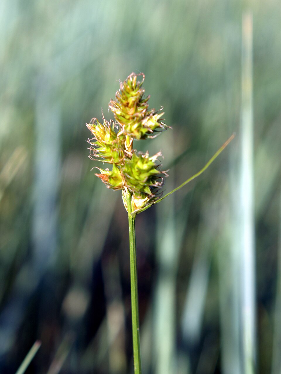 Carex brevior (Plains Oval Sedge)