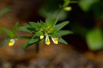 Melampyrum lineare (narrowleaf cow wheat) (alternate view 6)