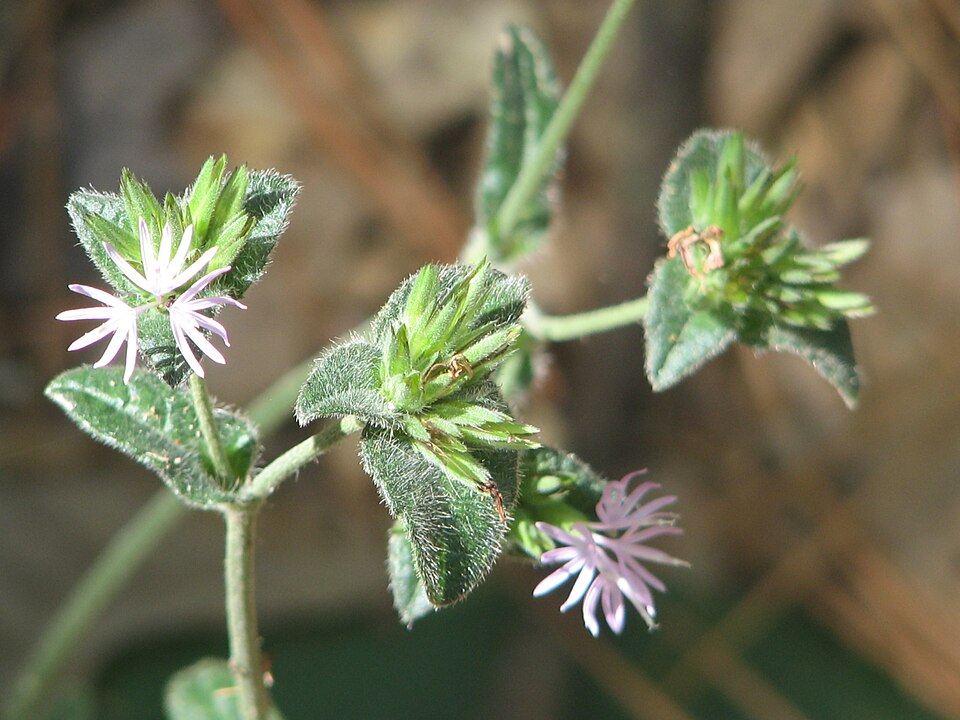 Elephantopus tomentosus (common elephant's-foot) (alternate view 6)