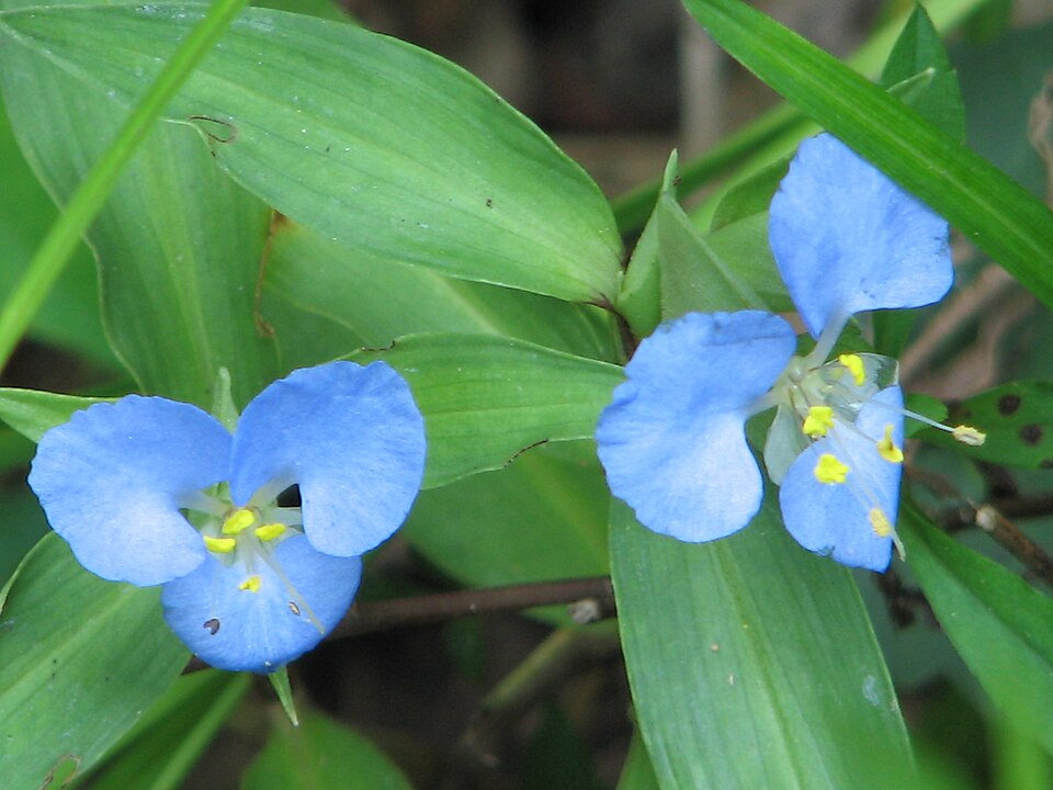 Commelina virginica (Virginia Dayflower)