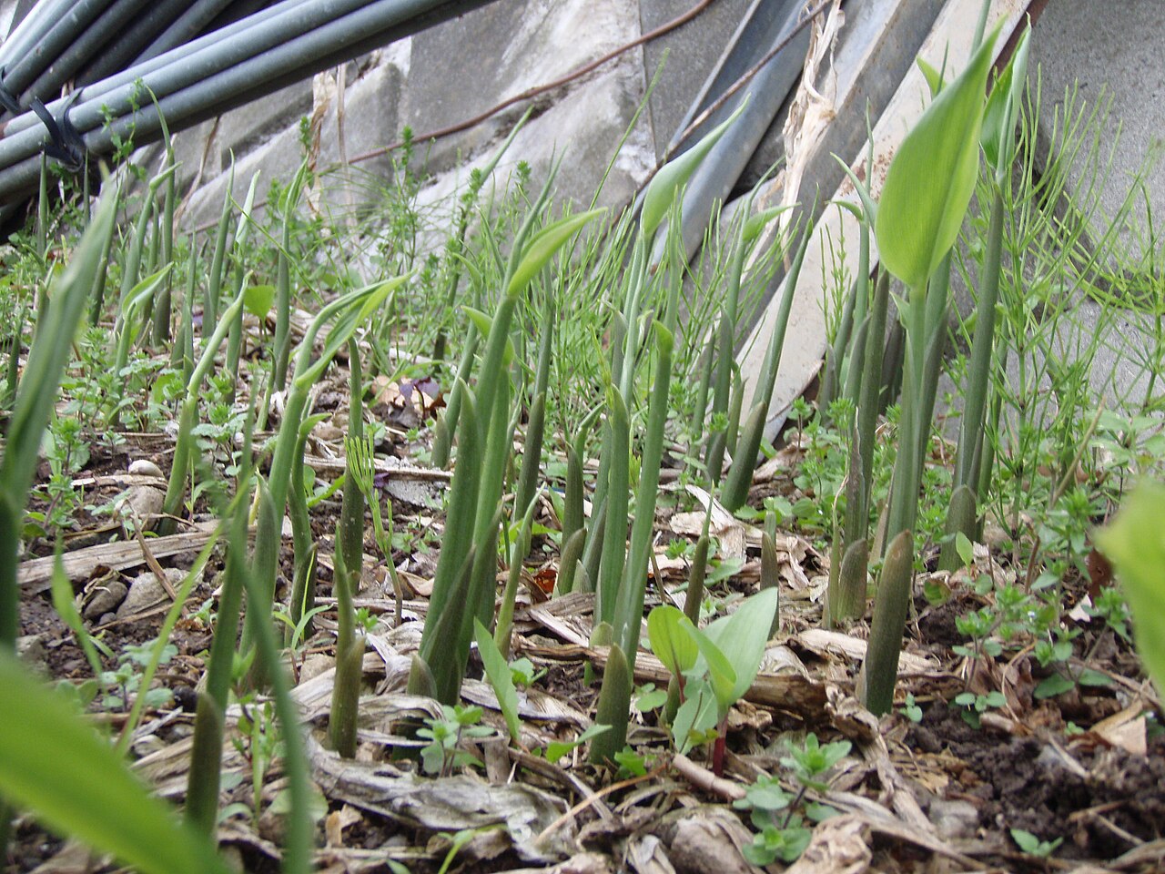 Zingiber mioga, Myoga ginger — spreading deciduous (Zingiberaceae) (image 1 of 4)
