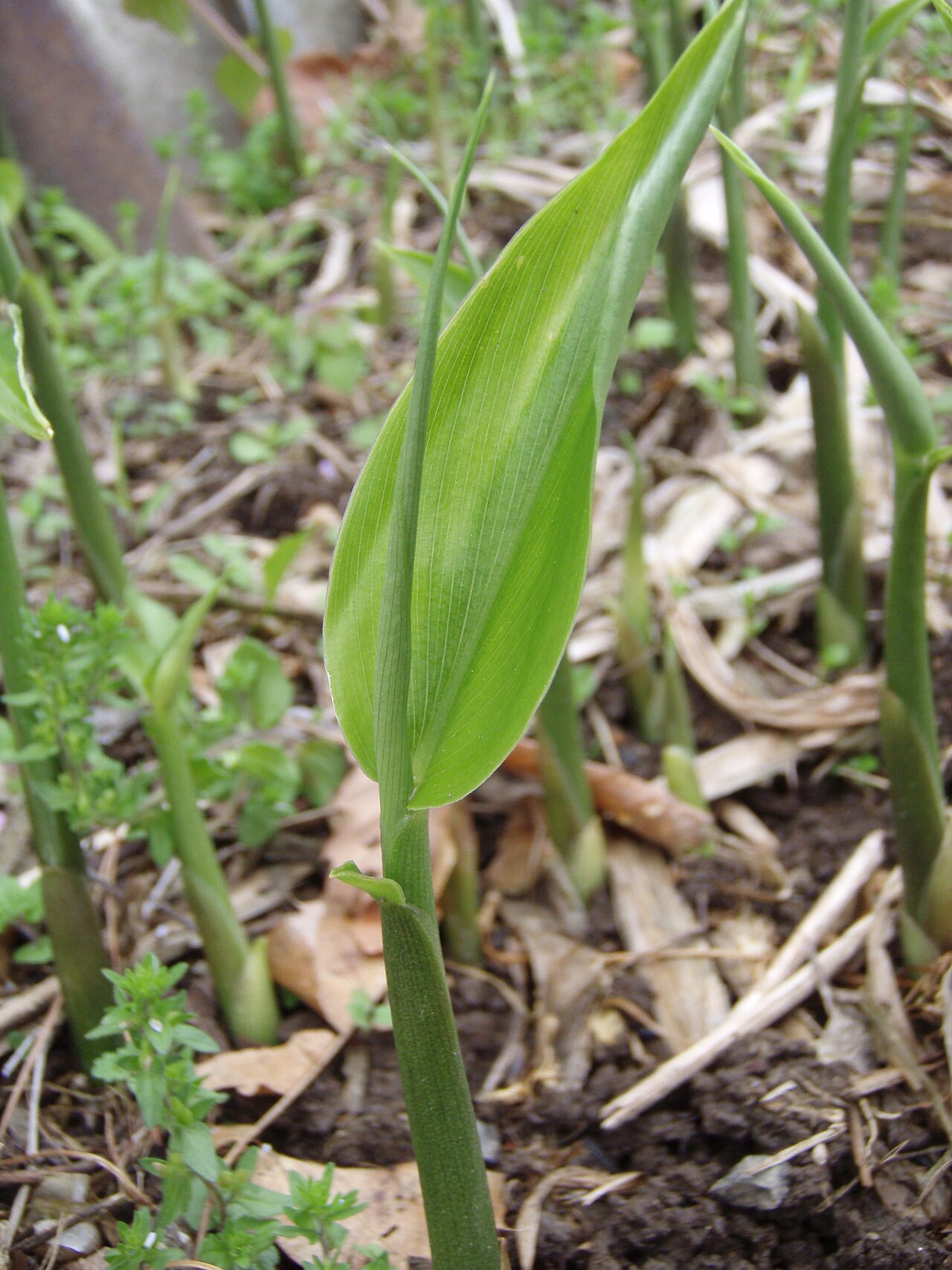 Zingiber mioga, Myoga ginger — spreading deciduous (Zingiberaceae) (image 2 of 4)