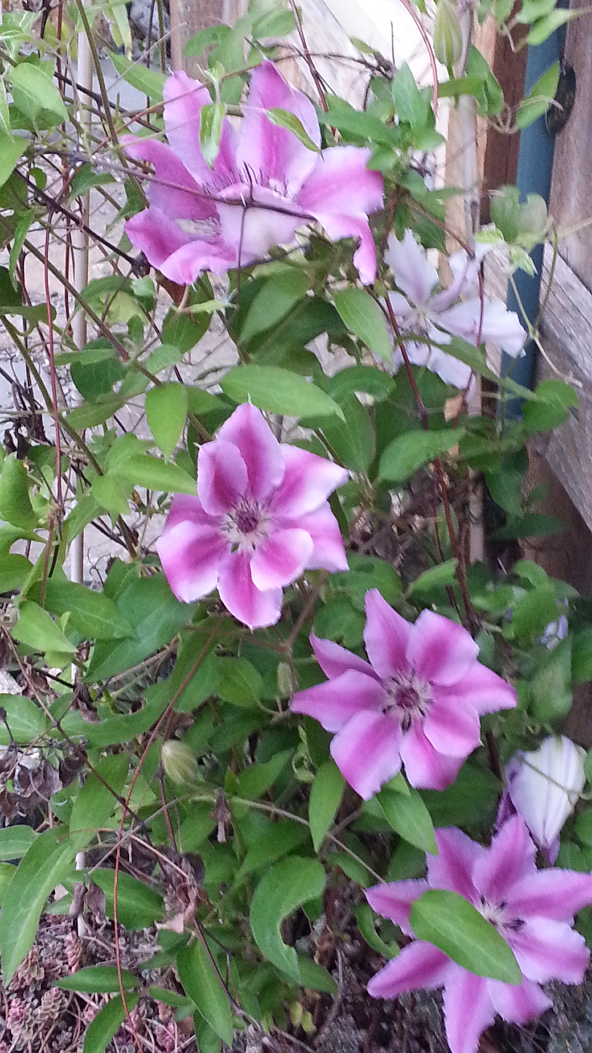Clematis 'Nelly Moser', Clematis 'Nelly Moser' — climbing deciduous (Ranunculaceae) (image 10 of 10)