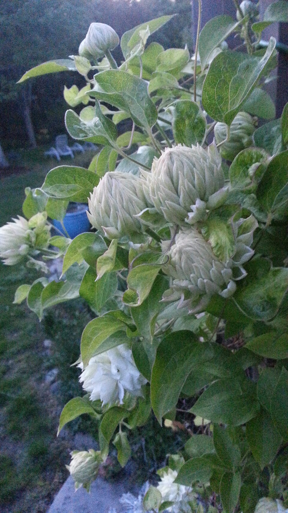 Clematis 'Duchess of Edinburgh' (Duchess of Edinburgh Clematis) (alternate view 2)