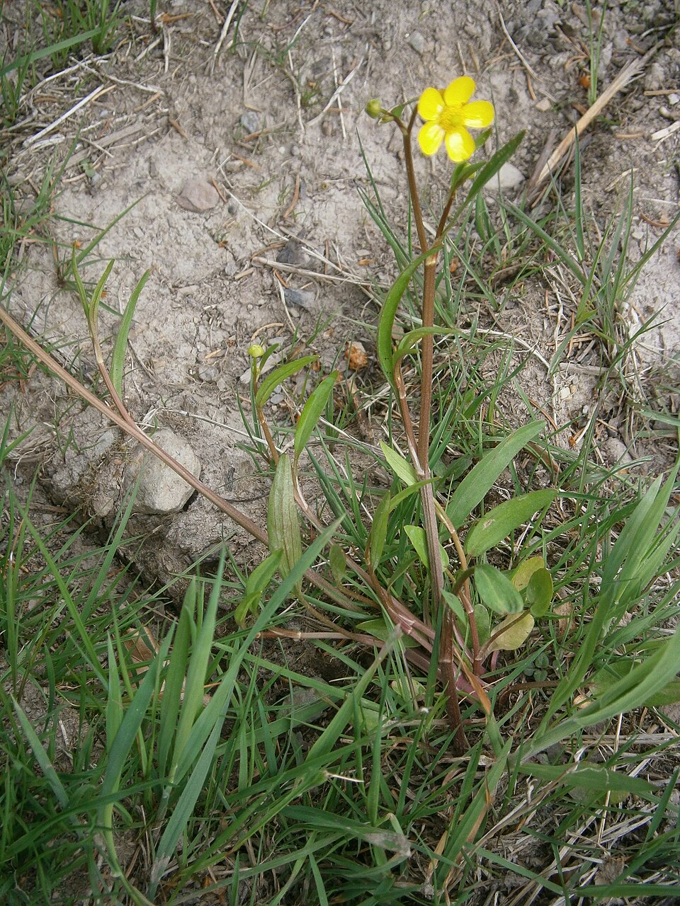 Ranunculus flammula (Lesser Spearwort)