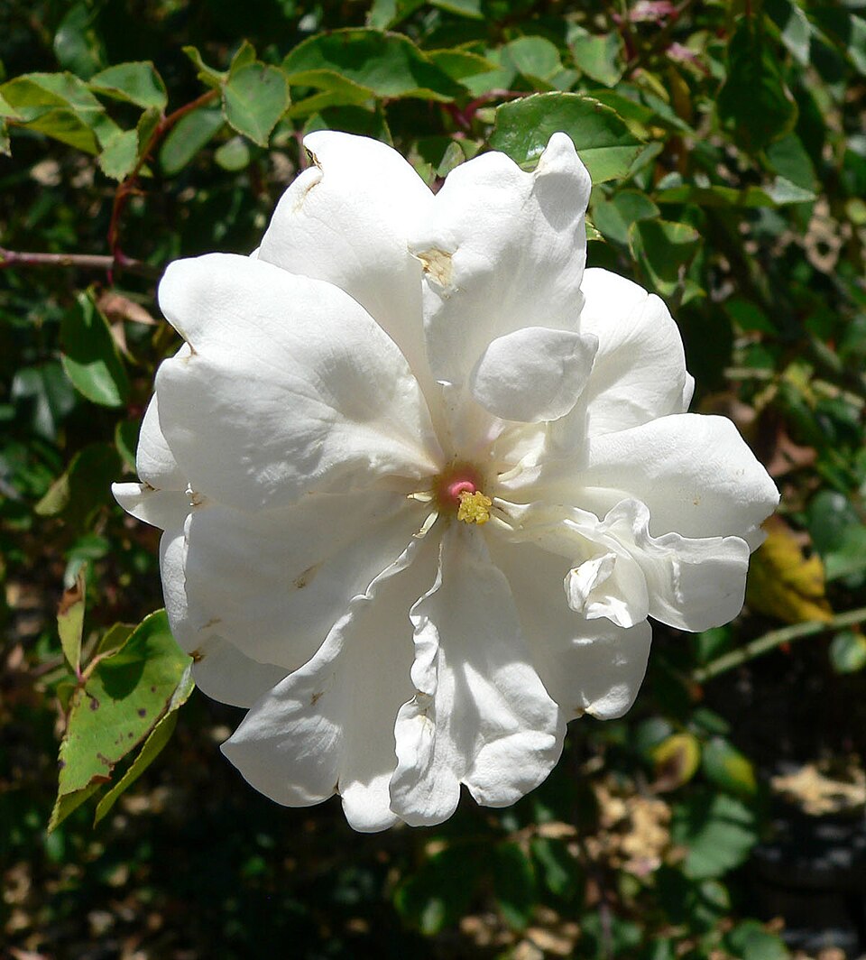 Rosa 'Adélaide d''Orléans' (Adelaide d'Orleans Rose) (alternate view 2)
