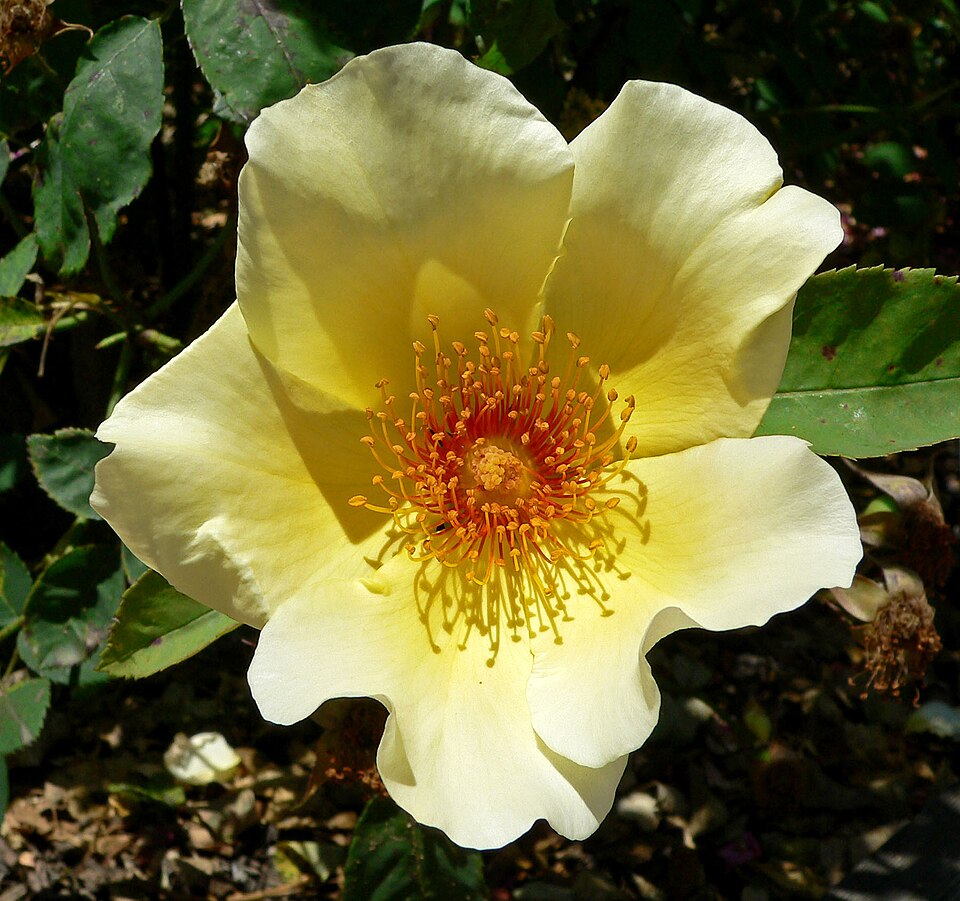 Rosa 'Golden Wings' (Golden Wings Rose)