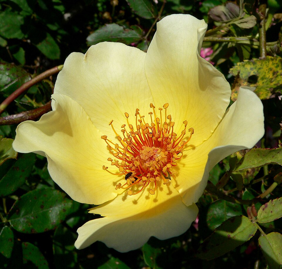 Rosa 'Golden Wings' (Golden Wings Rose) (alternate view 2)