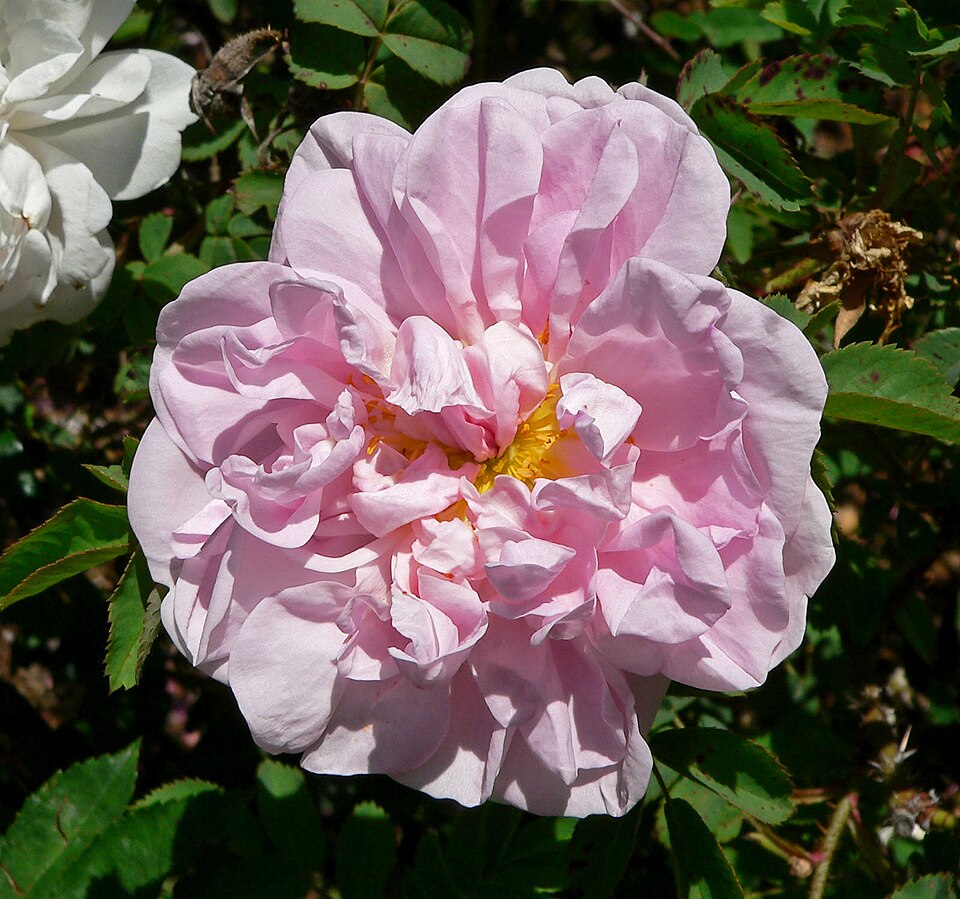 Rosa 'Stanwell Perpetual' (Stanwell Perpetual Rose) (alternate view 2)