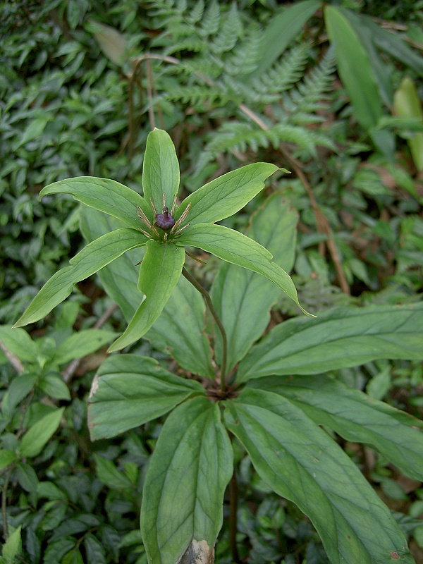 Paris polyphylla (multi-leaf paris) (alternate view 6)
