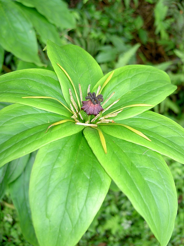 Paris polyphylla (multi-leaf paris) (alternate view 7)
