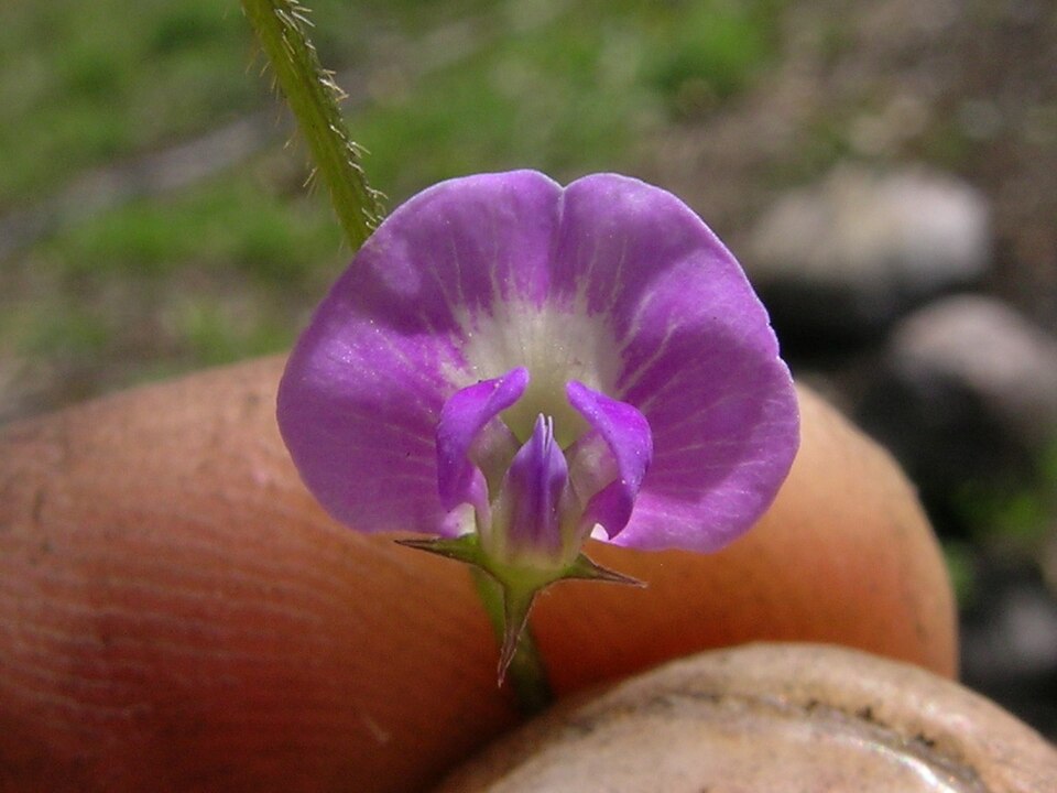 Glycine tabacina (Glycine Pea) (alternate view 7)