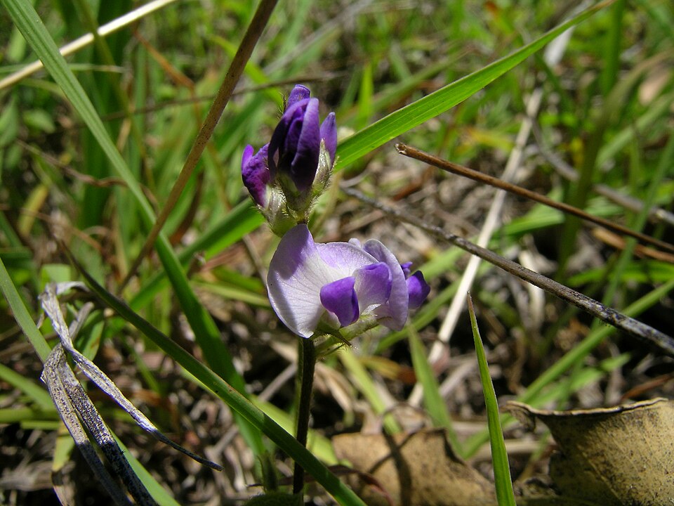Glycine tabacina (Glycine Pea) (alternate view 8)