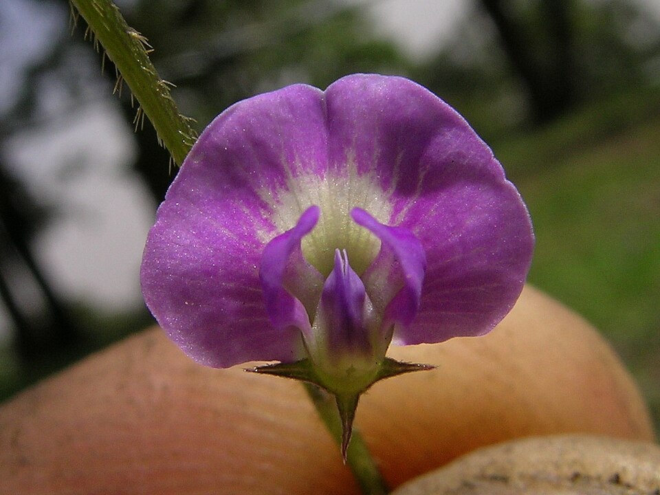 Glycine tabacina (Glycine Pea) (alternate view 9)