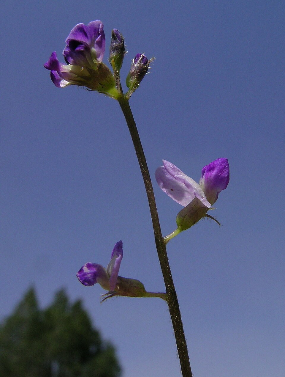 Glycine tabacina (Glycine Pea) (alternate view 10)